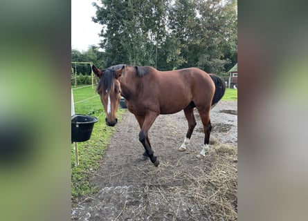 Niemiecki kuc wierzchowy, Klacz, 2 lat, 145 cm, Gniada