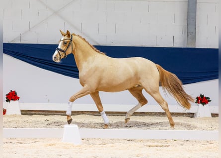 Niemiecki kuc wierzchowy, Klacz, 2 lat, 147 cm, Kasztanowata