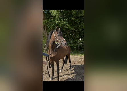 Niemiecki kuc wierzchowy, Klacz, 3 lat, 136 cm, Gniada