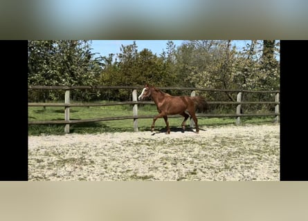 Niemiecki kuc wierzchowy, Klacz, 3 lat, 140 cm, Kasztanowata