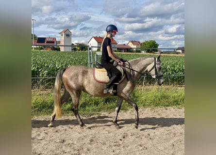Niemiecki kuc wierzchowy Mix, Klacz, 3 lat, 143 cm, Siwa
