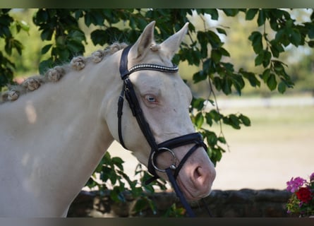 Niemiecki kuc wierzchowy, Klacz, 3 lat, 144 cm, Cremello