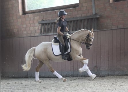Niemiecki kuc wierzchowy, Klacz, 3 lat, 144 cm, Izabelowata