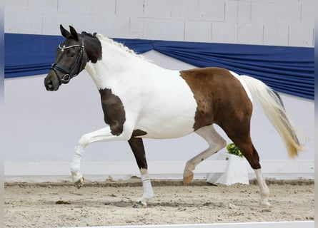 Niemiecki kuc wierzchowy, Klacz, 3 lat, 144 cm, Srokata