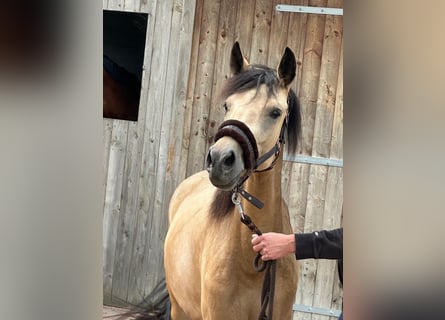 Niemiecki kuc wierzchowy, Klacz, 3 lat, 145 cm, Bułana