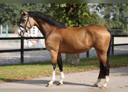 Niemiecki kuc wierzchowy, Klacz, 3 lat, 145 cm, Bułana