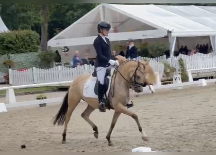 Niemiecki kuc wierzchowy, Klacz, 3 lat, 146 cm, Bułana