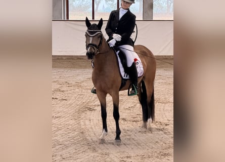 Niemiecki kuc wierzchowy, Klacz, 3 lat, 146 cm, Bułana