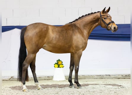 Niemiecki kuc wierzchowy, Klacz, 3 lat, 146 cm, Gniada