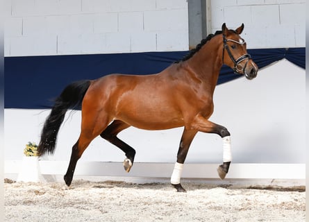 Niemiecki kuc wierzchowy, Klacz, 3 lat, 146 cm, Gniada