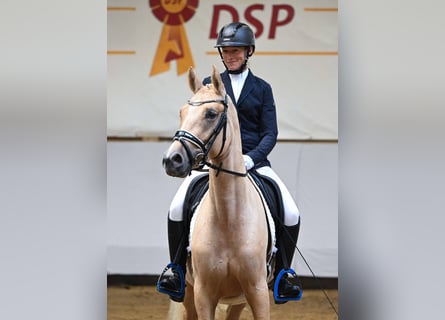 Niemiecki kuc wierzchowy, Klacz, 3 lat, 146 cm, Izabelowata