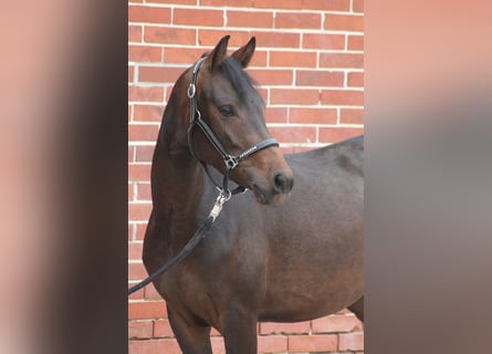 Niemiecki kuc wierzchowy, Klacz, 3 lat, 146 cm, Skarogniada
