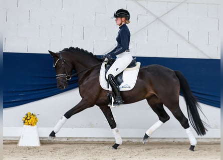 Niemiecki kuc wierzchowy, Klacz, 3 lat, 147 cm, Bułana