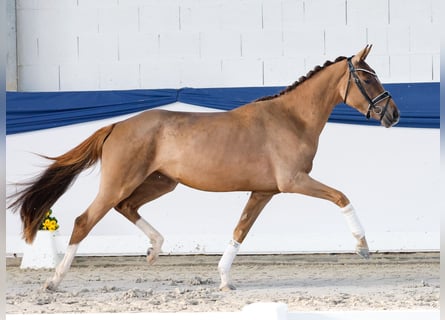 Niemiecki kuc wierzchowy, Klacz, 3 lat, 148 cm, Ciemnokasztanowata
