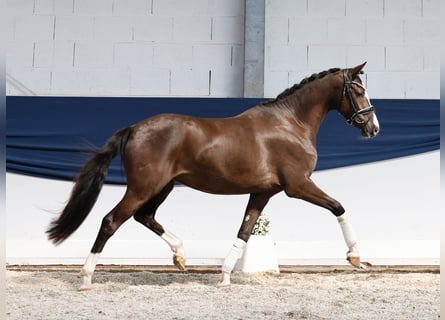 Niemiecki kuc wierzchowy, Klacz, 3 lat, 149 cm, Bułana
