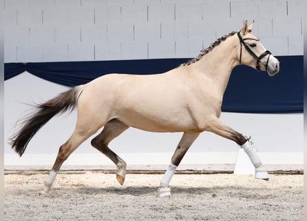 Niemiecki kuc wierzchowy, Klacz, 3 lat, 152 cm, Bułana