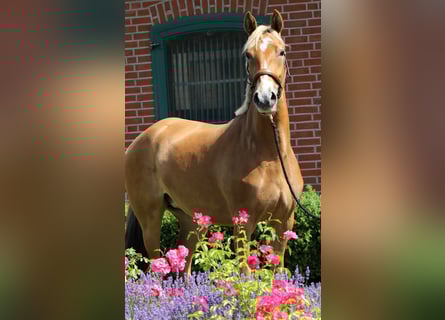 Niemiecki kuc wierzchowy, Klacz, 3 lat, 154 cm, Izabelowata
