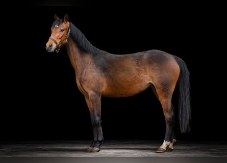 Niemiecki kuc wierzchowy, Klacz, 4 lat, 135 cm, Gniada