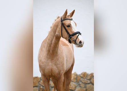 Niemiecki kuc wierzchowy, Klacz, 4 lat, 137 cm, Izabelowata