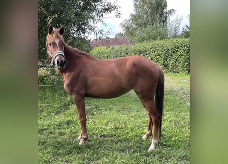 Niemiecki kuc wierzchowy, Klacz, 4 lat, 140 cm, Kasztanowata