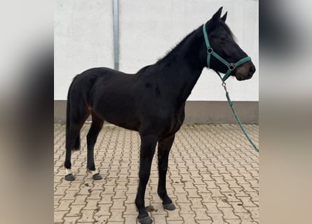 Niemiecki kuc wierzchowy, Klacz, 4 lat, 143 cm, Ciemnogniada