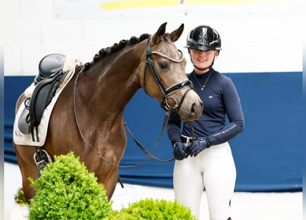 Niemiecki kuc wierzchowy, Klacz, 4 lat, 144 cm, Bułana