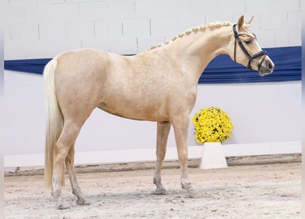 Niemiecki kuc wierzchowy, Klacz, 4 lat, 145 cm, Izabelowata