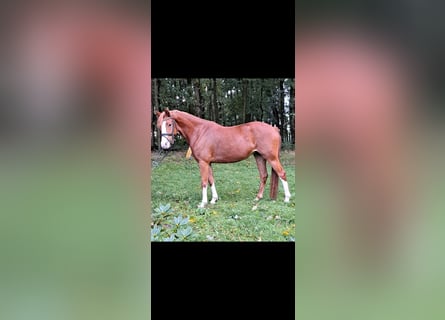 Niemiecki kuc wierzchowy, Klacz, 4 lat, 145 cm, Kasztanowata