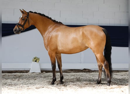 Niemiecki kuc wierzchowy, Klacz, 4 lat, 146 cm, Bułana