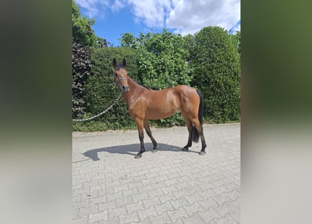 Niemiecki kuc wierzchowy, Klacz, 4 lat, 146 cm, Gniada