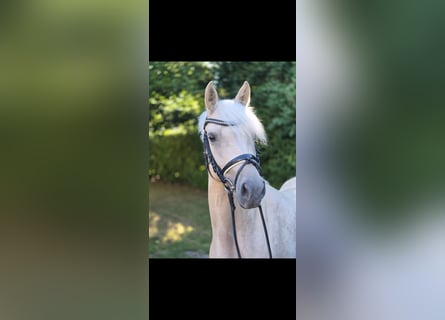 Niemiecki kuc wierzchowy, Klacz, 4 lat, 146 cm, Izabelowata