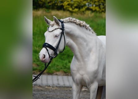 Niemiecki kuc wierzchowy, Klacz, 4 lat, 146 cm, Perlino