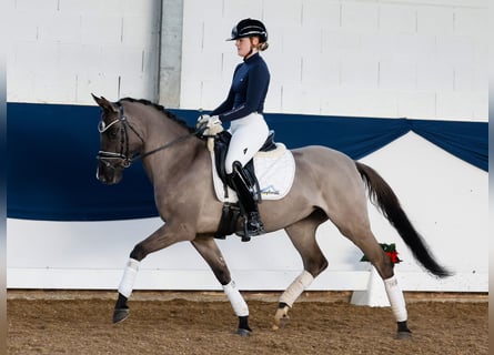 Niemiecki kuc wierzchowy, Klacz, 4 lat, 147 cm, Bułana