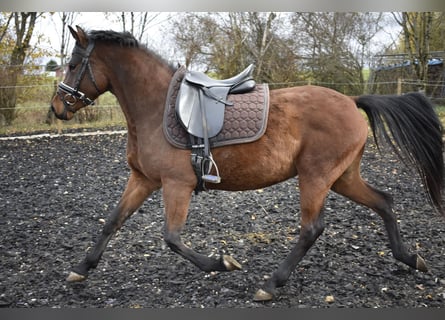 Niemiecki kuc wierzchowy, Klacz, 4 lat, 148 cm, Gniada