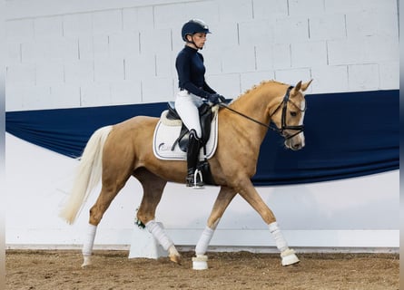Niemiecki kuc wierzchowy, Klacz, 4 lat, 148 cm, Izabelowata