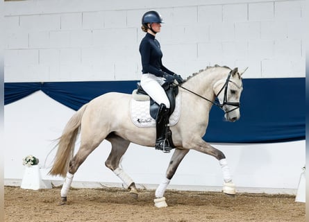 Niemiecki kuc wierzchowy, Klacz, 4 lat, 148 cm, Izabelowata