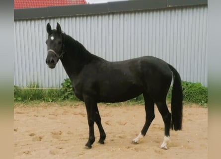 Niemiecki kuc wierzchowy, Klacz, 4 lat, 148 cm, Kara
