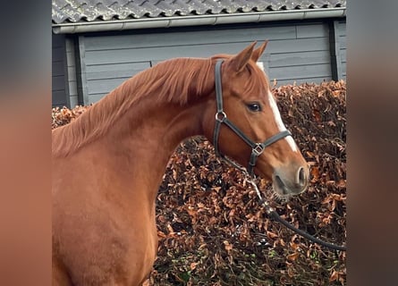 Niemiecki kuc wierzchowy, Klacz, 4 lat, 148 cm, Kasztanowata