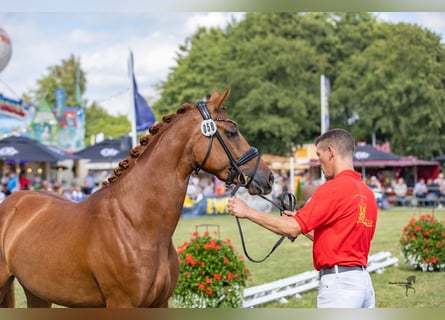 Niemiecki kuc wierzchowy, Klacz, 4 lat, 148 cm, Kasztanowata