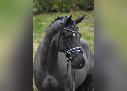 Niemiecki kuc wierzchowy, Klacz, 4 lat, 156 cm, Kara