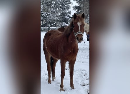 Niemiecki kuc wierzchowy, Klacz, 5 lat, 140 cm, Kasztanowata