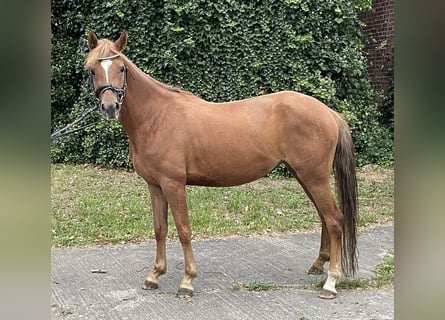 Niemiecki kuc wierzchowy, Klacz, 5 lat, 142 cm, Kasztanowata