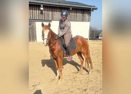 Niemiecki kuc wierzchowy, Klacz, 5 lat, 143 cm, Kasztanowata