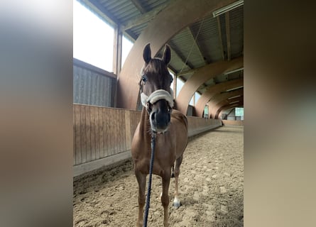 Niemiecki kuc wierzchowy, Klacz, 5 lat, 145 cm, Ciemnokasztanowata