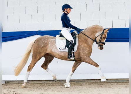 Niemiecki kuc wierzchowy, Klacz, 5 lat, 147 cm, Izabelowata