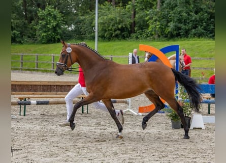 Niemiecki kuc wierzchowy, Klacz, 5 lat, 149 cm, Gniada