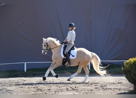Niemiecki kuc wierzchowy, Klacz, 5 lat, 152 cm, Izabelowata