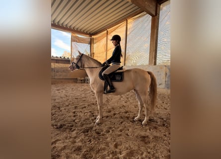 Niemiecki kuc wierzchowy, Klacz, 5 lat, 155 cm, Perlino