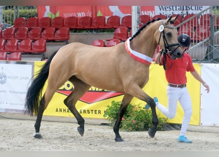 Niemiecki kuc wierzchowy, Klacz, 5 lat, 156 cm, Jelenia