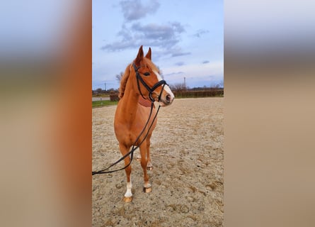 Niemiecki kuc wierzchowy, Klacz, 5 lat, 156 cm, Kasztanowata